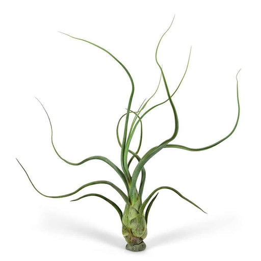 pseudobaileyi air plant Tillandsia pseudobaileyi - XL