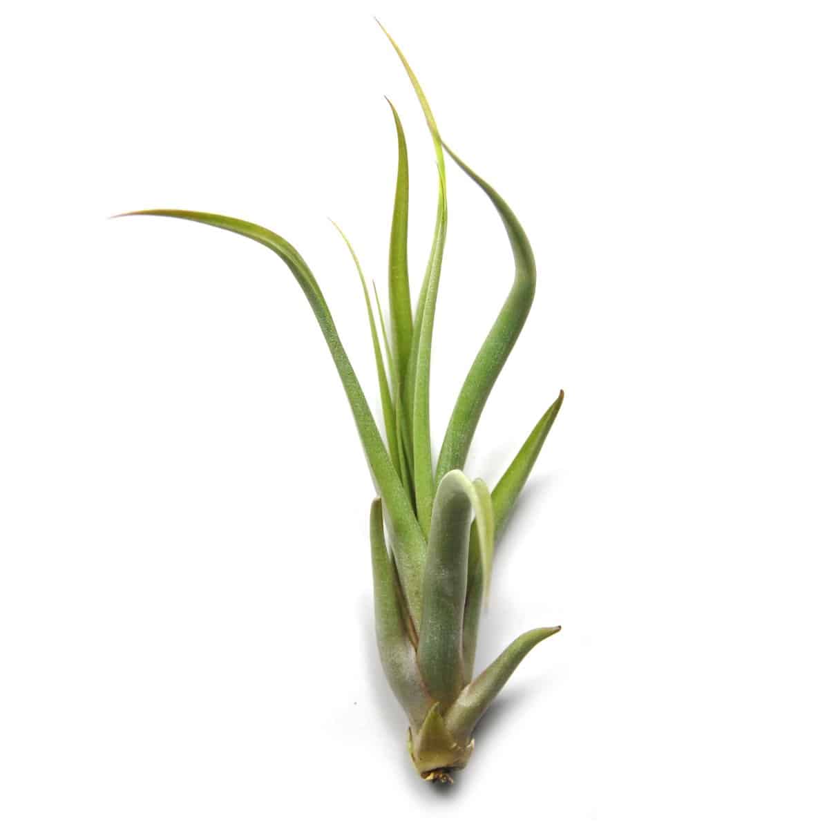 circinata air plant Tillandsia circinata - XL