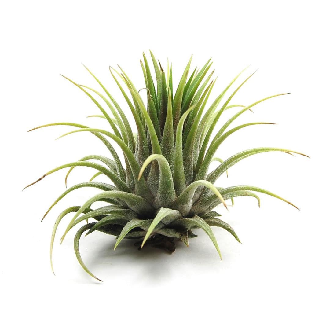 south african air plants Tillandsia ionantha rubra - XL
