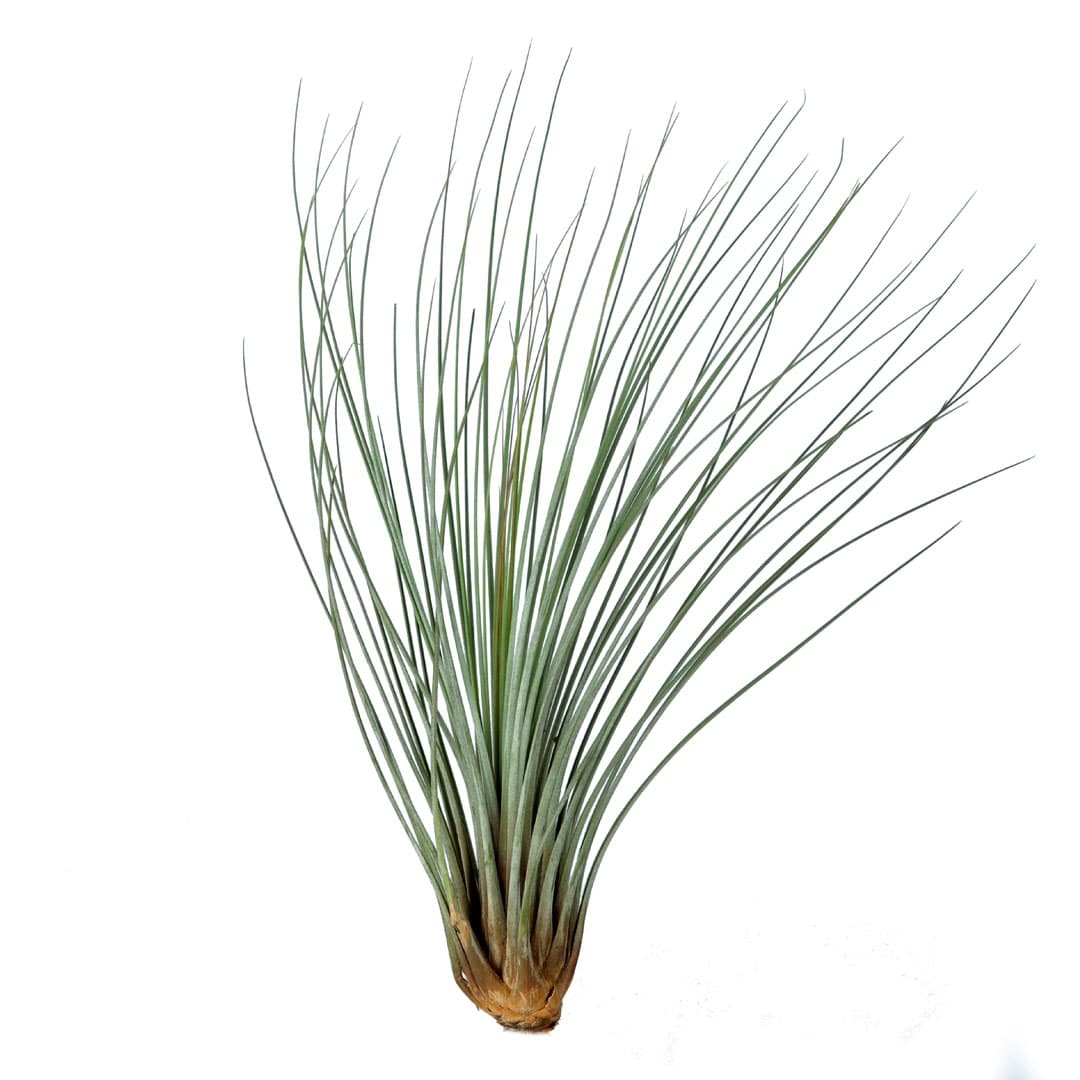 south african air plants Tillandsia juncea - XL