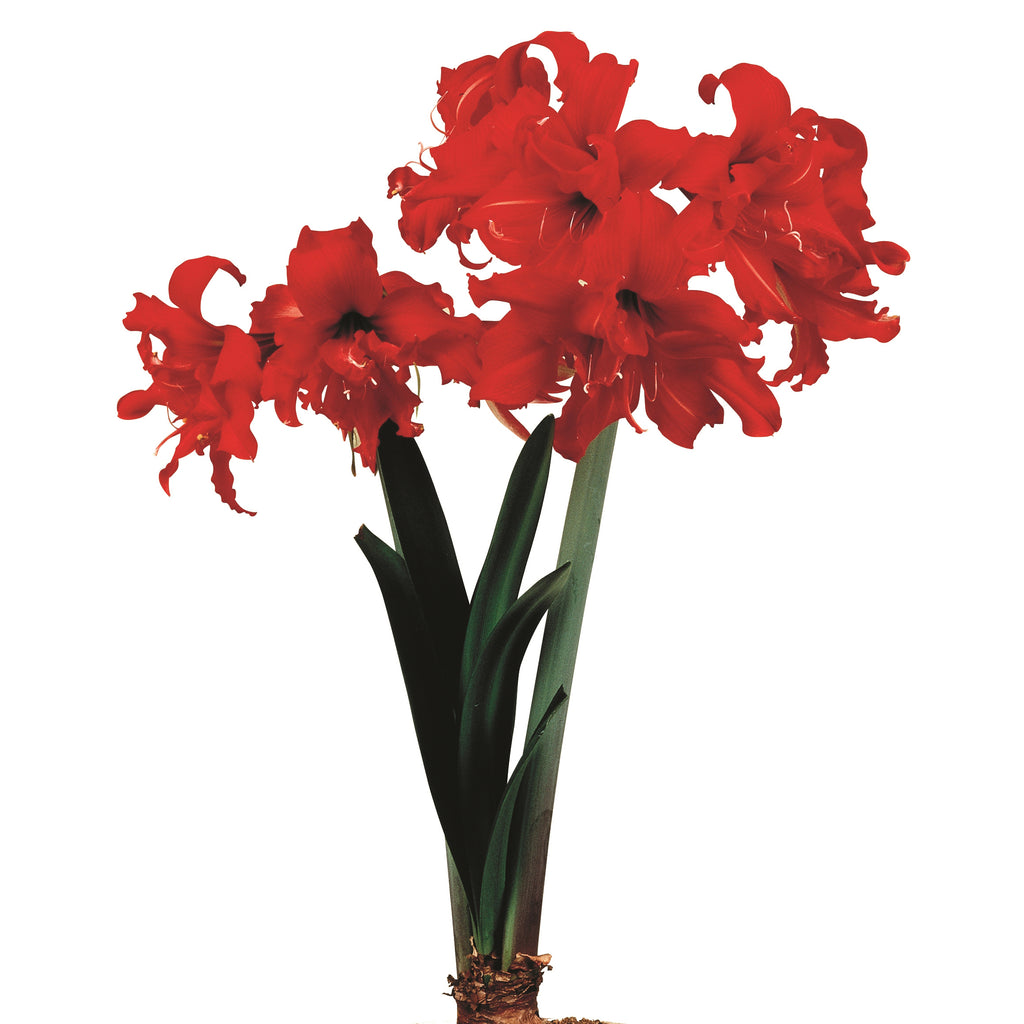Buy Hadeco Hippeastrum / amaryllis bulbs online — Hadeco.co.za