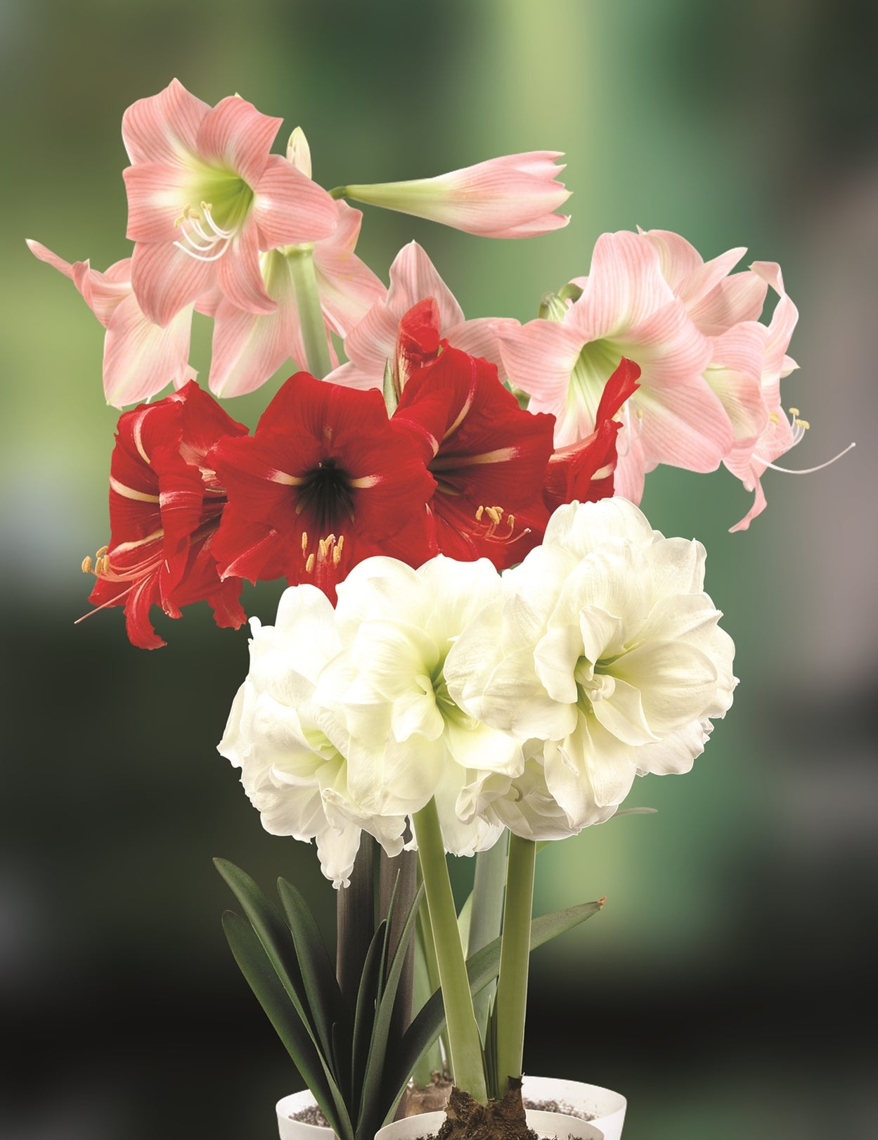 Buy Hadeco Hippeastrum / amaryllis bulbs online — Hadeco.co.za