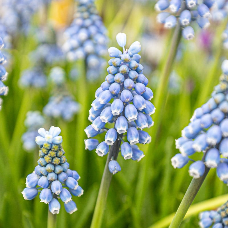 Blue muscari deals