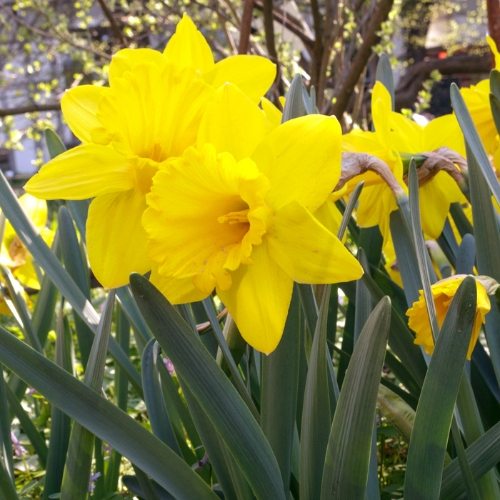 Daffodil/Narcissus - Flower Carpet - 12 bulbs p/pack 1