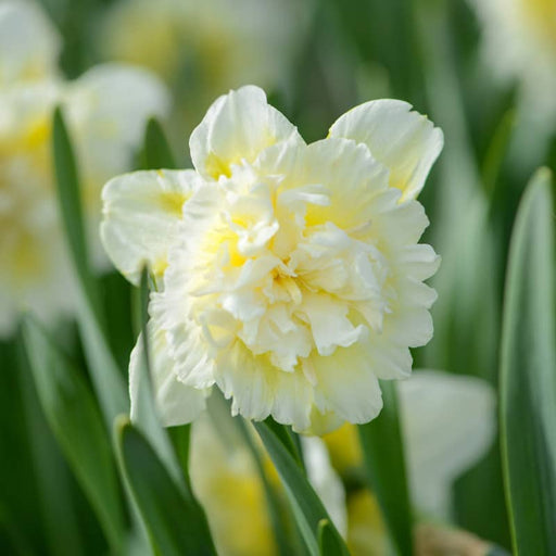 daffodil-ice-king