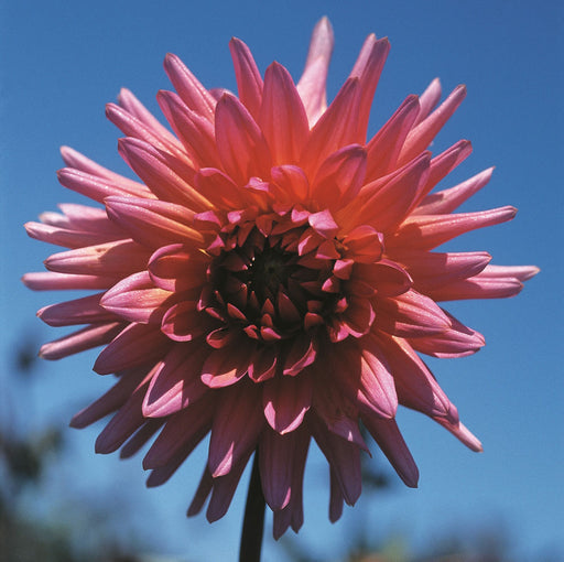 dahlia-andersen_web.jpg