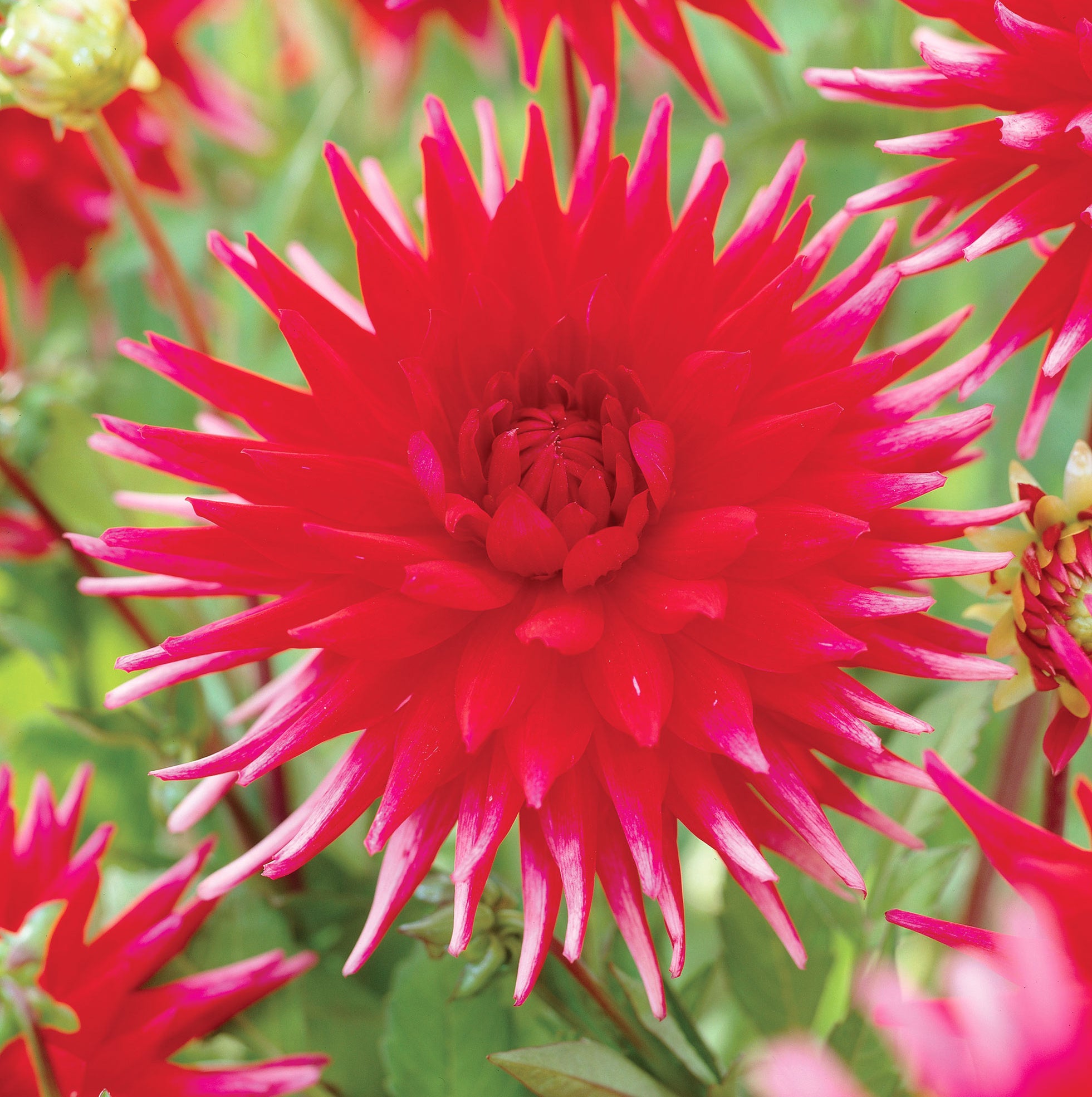 Dahlia — Hadeco.co.za