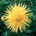 dahlia-gillian-single-A4-1.jpg