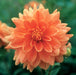 dahlia-house-of-orange-single-1.jpg