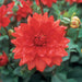 dahlia-miramar-1.jpg