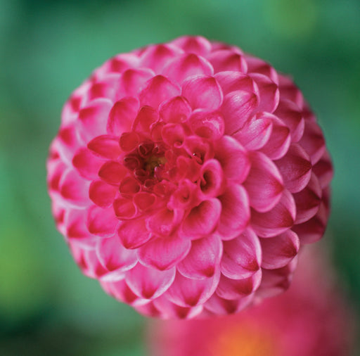 dahlia-pompon-lolly-pop-A4.jpg