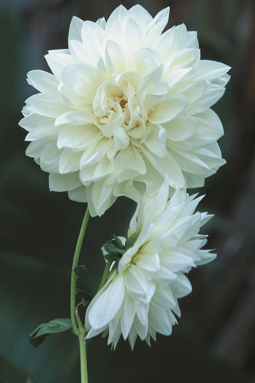 dahlia-snow-country-crop.jpg