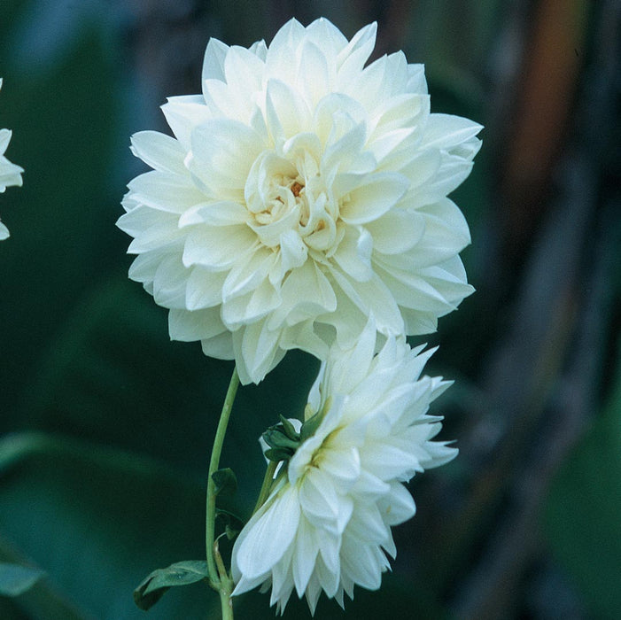 dahlia-snow-country