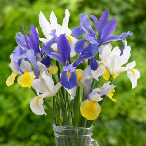 dutch-iris-mix-vase-1.jpg