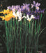 dutch-iris-mixed-A5-crop.jpg
