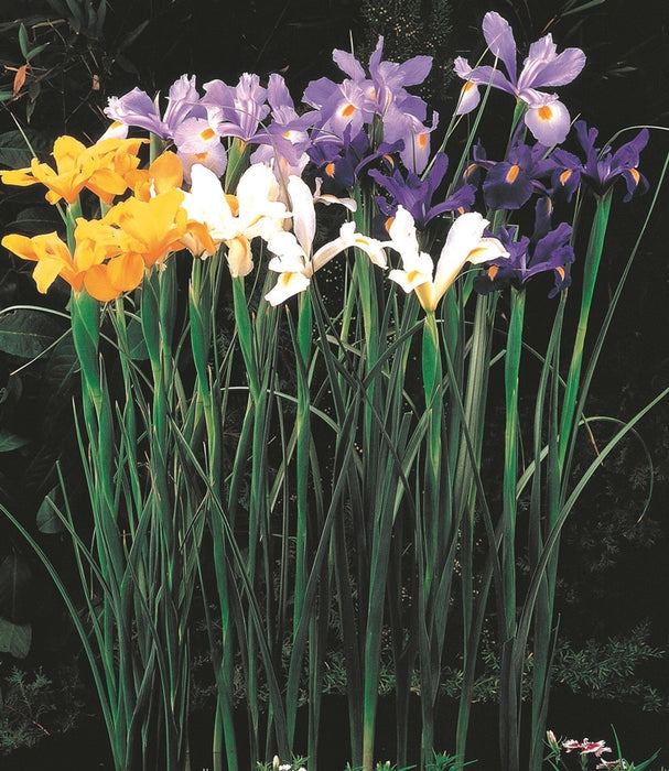 dutch-iris-mixed-A5-crop.jpg