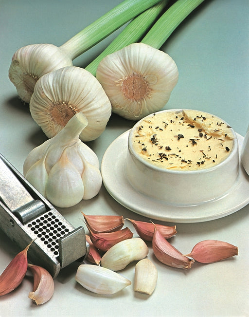 garlic-A5.jpg