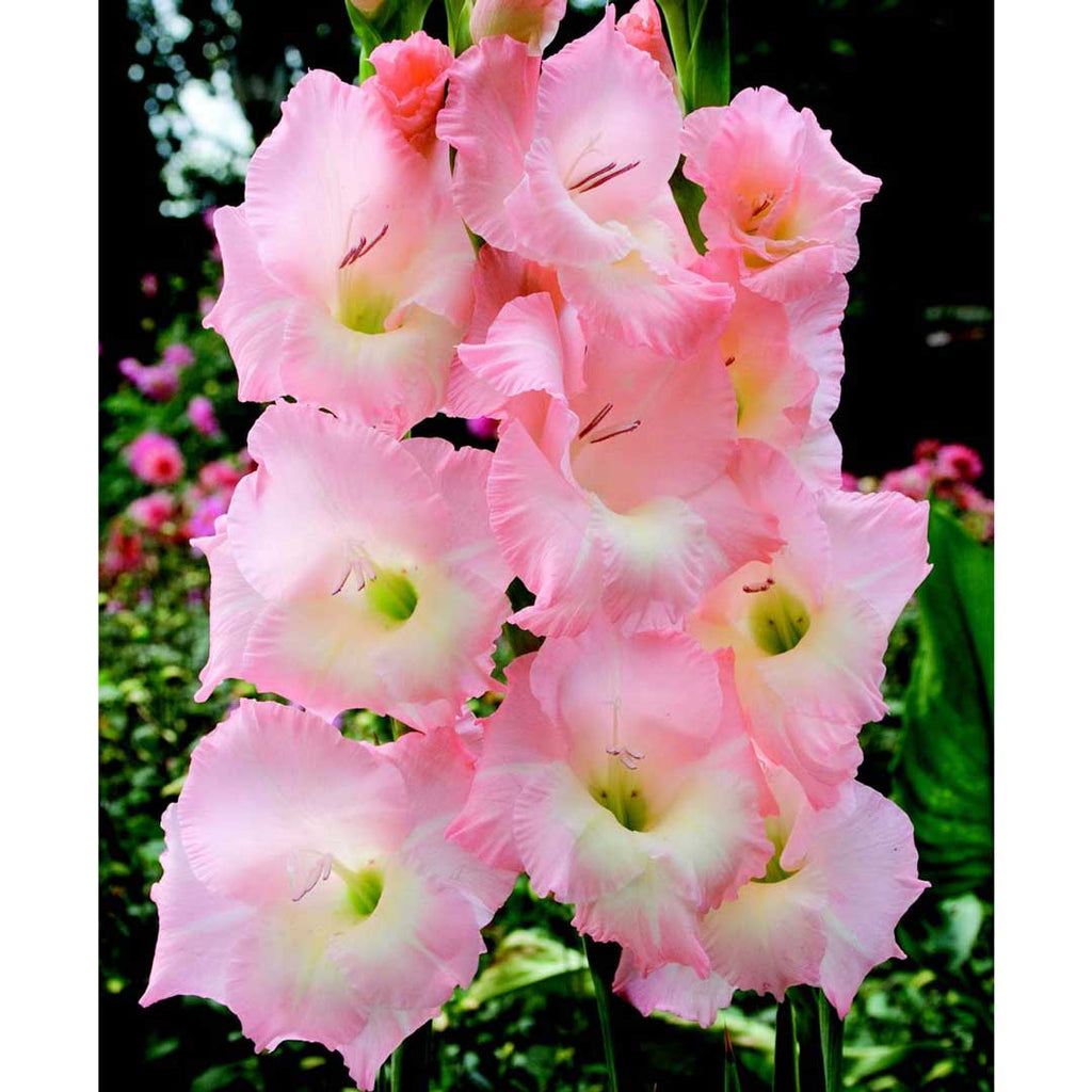 Buy Gladiolus Bulbs Online From Hadeco — Hadeco.co.za