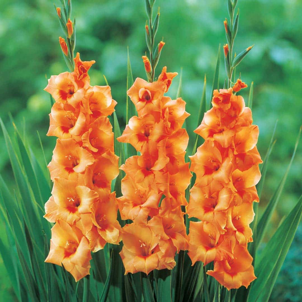 Buy Gladiolus Bulbs Online From Hadeco — Hadeco.co.za