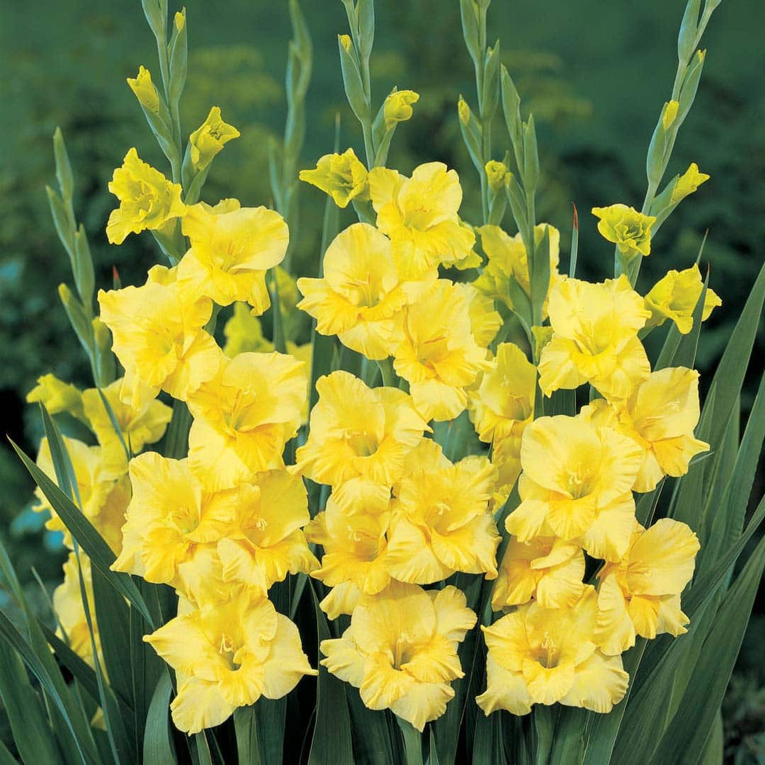 Buy Gladiolus Bulbs Online From Hadeco — Hadeco.co.za