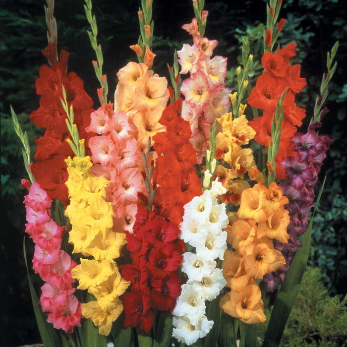 Gladioli Mixed 50 bulbs ppack — Hadeco.co.za