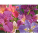 iris-louis-mixed-colours-A6