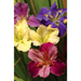 iris-louis-mixed-crisp-A65