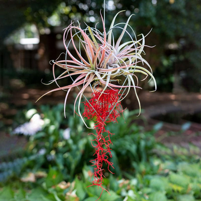 love air plant Tender Loving Plants — Hadeco.co.za