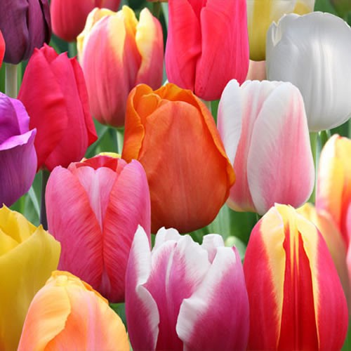 mixed-darwin-tulips.jpg