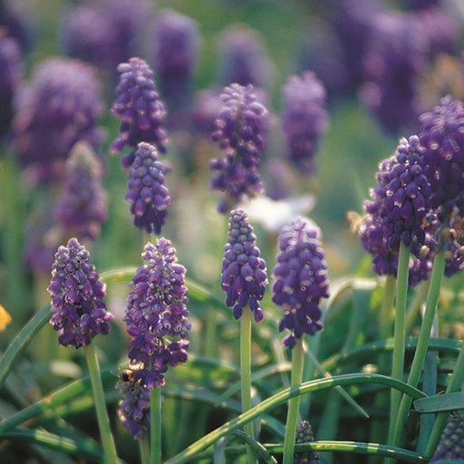muscari-in-garden-moody-A4.jpg