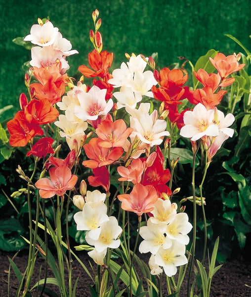 Tritonias - Mixed - 25 bulbs p-pack — Hadeco.co.za
