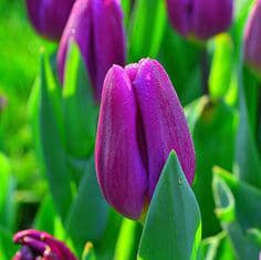 tulip first love