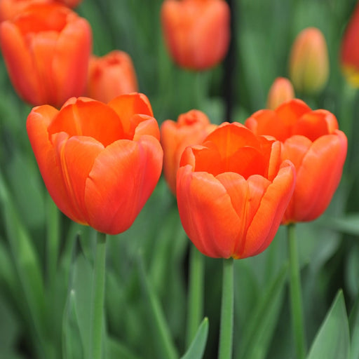 tulip-triumph-orange-juice