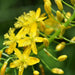 web-Bulbine-NATALENSIS_stock